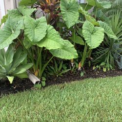 PLANTS , Free Elephant Ears And Agaves 