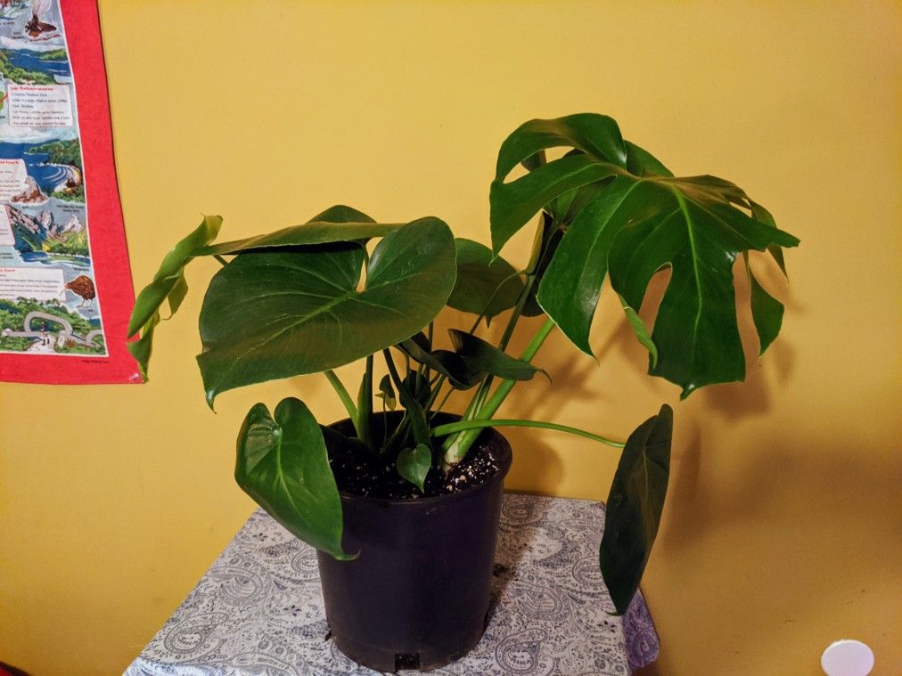 Monstera Deliciosa