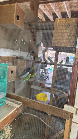 English parakeet Cage