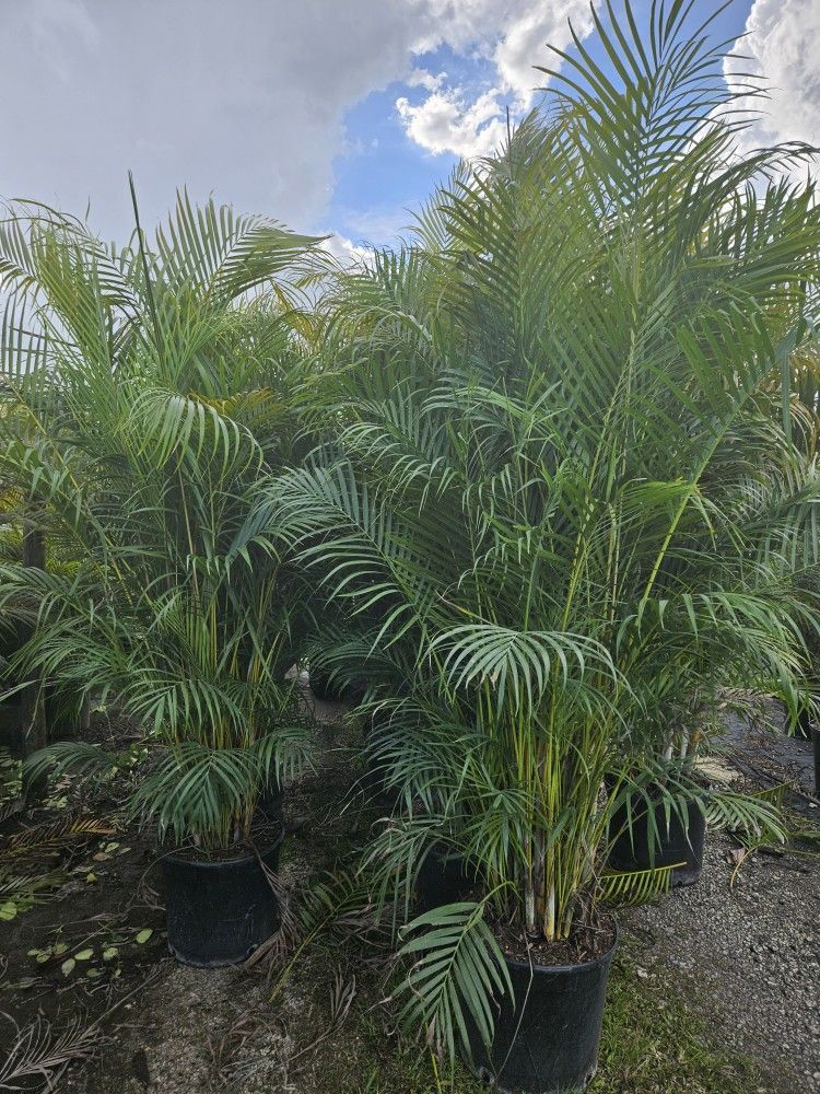 Arecas Over 8 Feet Tall Full Green Fertilized Ready For Planting Instant Privacy Hedge Same Day Transportation