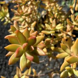 Sedum Firestorm Firecracker Succulent 