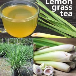 Lemon Grass Plant In 3gal