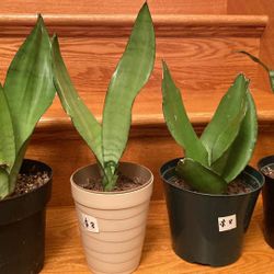 Snake Plant Variety