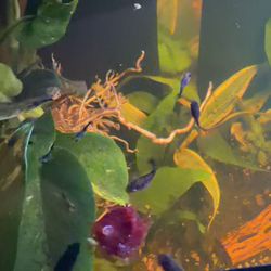 Healthy Aquarium Fish for Sal