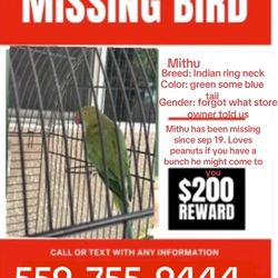 Missing Indian Ringneck 