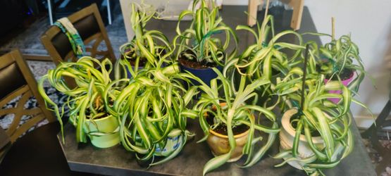 Pretty Curly Spider Plants ( Read Description)
