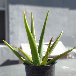 Aloe Vera Plant, Sabila 1 Gallon Pot