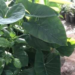 Planta Oreja De Elefante 🐘 Para Decoración De Jardín