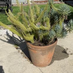 Fern Plant In Terracotta Planter