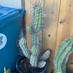Toothpick Cactus