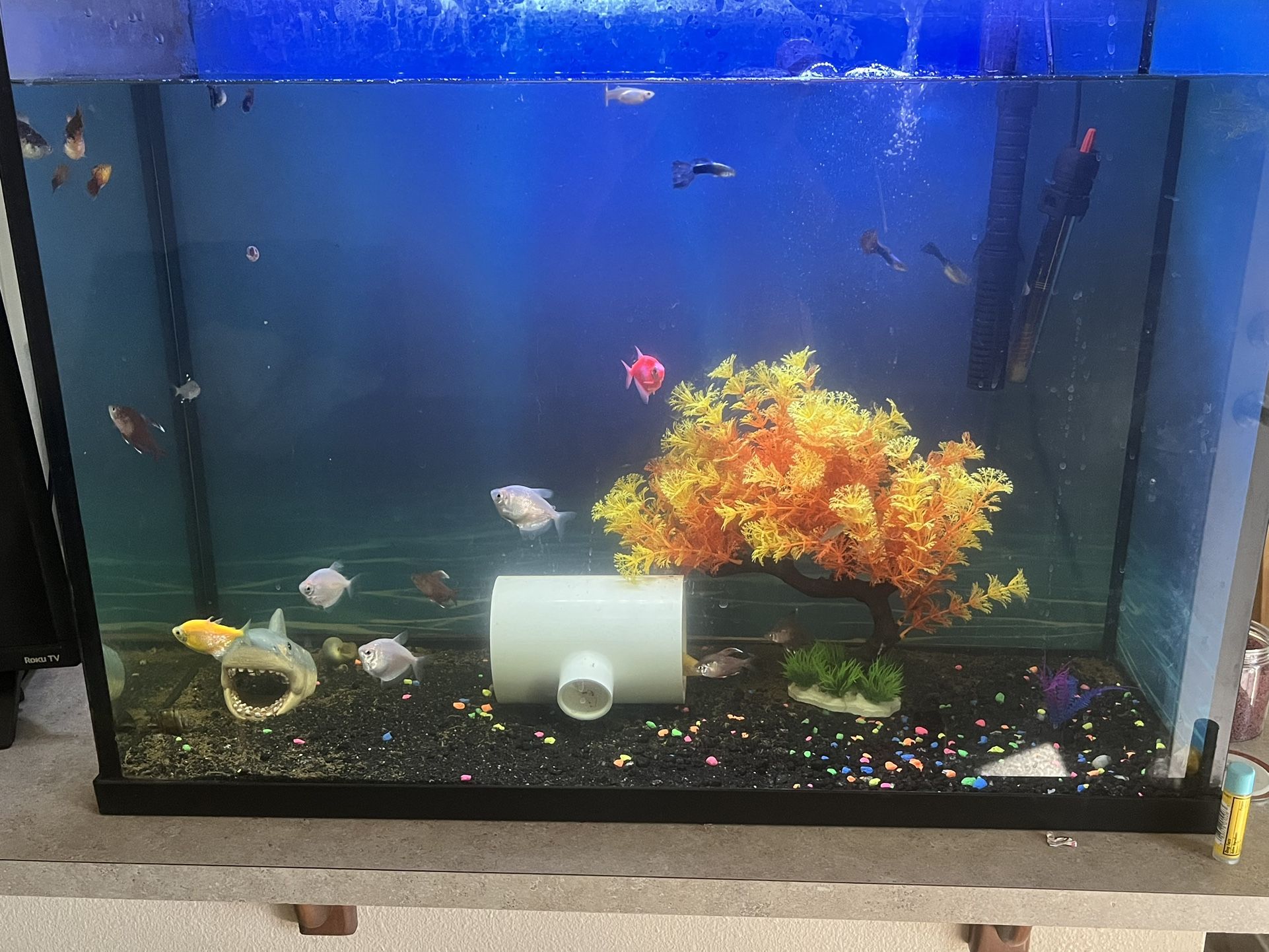 Fish Tank