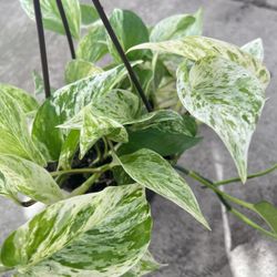 6” Snow Queen Pothos Indoor Plant