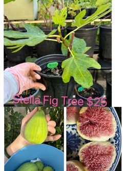 Stella Fig Tree big size fig with perfect taste $25