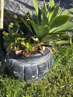 Succulents Plants 🪴