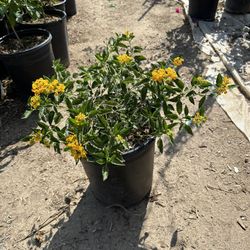 Yellow Lantana Bush