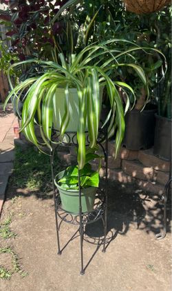 Holder Plants