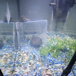 Trade 20 Gal For 55 Gal 