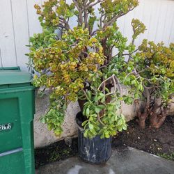 Large Jade Plant In a 15 Gal Pot