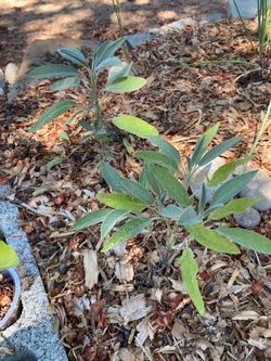 Mature Culinary Sage Plants – $15 Each OBO