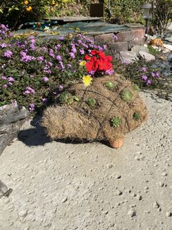 succulent split rock Pleiospilos nelii “Split Rock” Succulent main image 0
