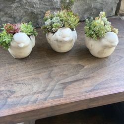Live outdoor succulent arrangement in cement bird pot $10 per pot