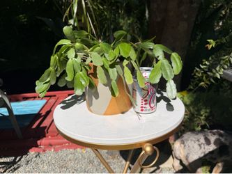 Easter cactus
