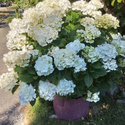Hydrangeas 