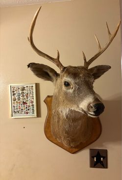 8 Point Whitetail Buck Deer Shoulder Mount