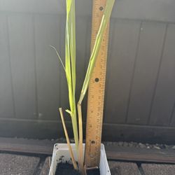 Rooted lemon grass