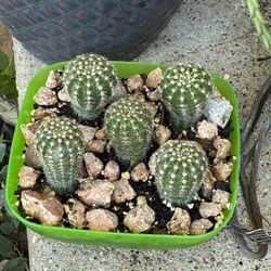 Maceta De Cactos 