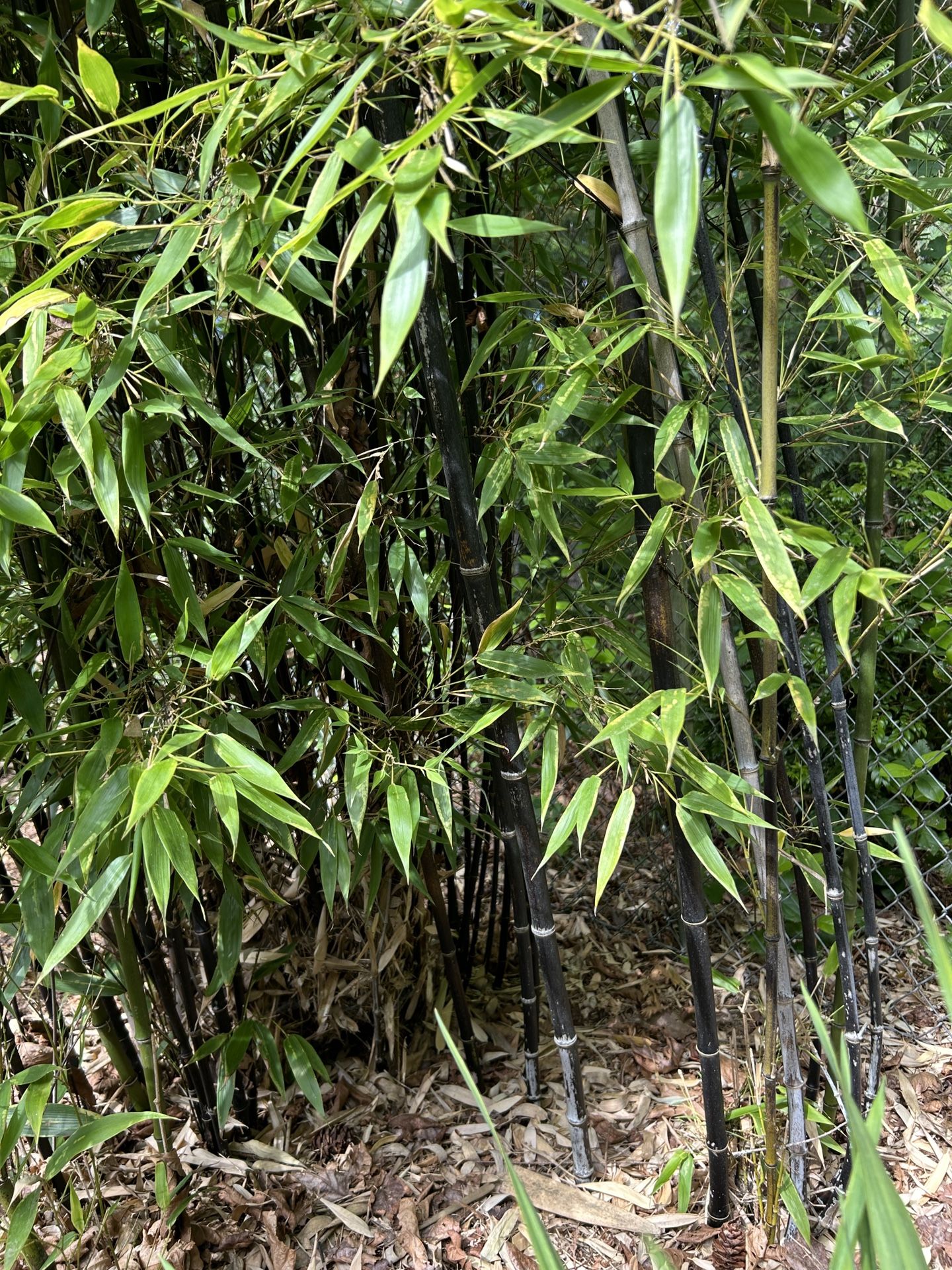 Rare Black Bamboo/ Green Bamboo