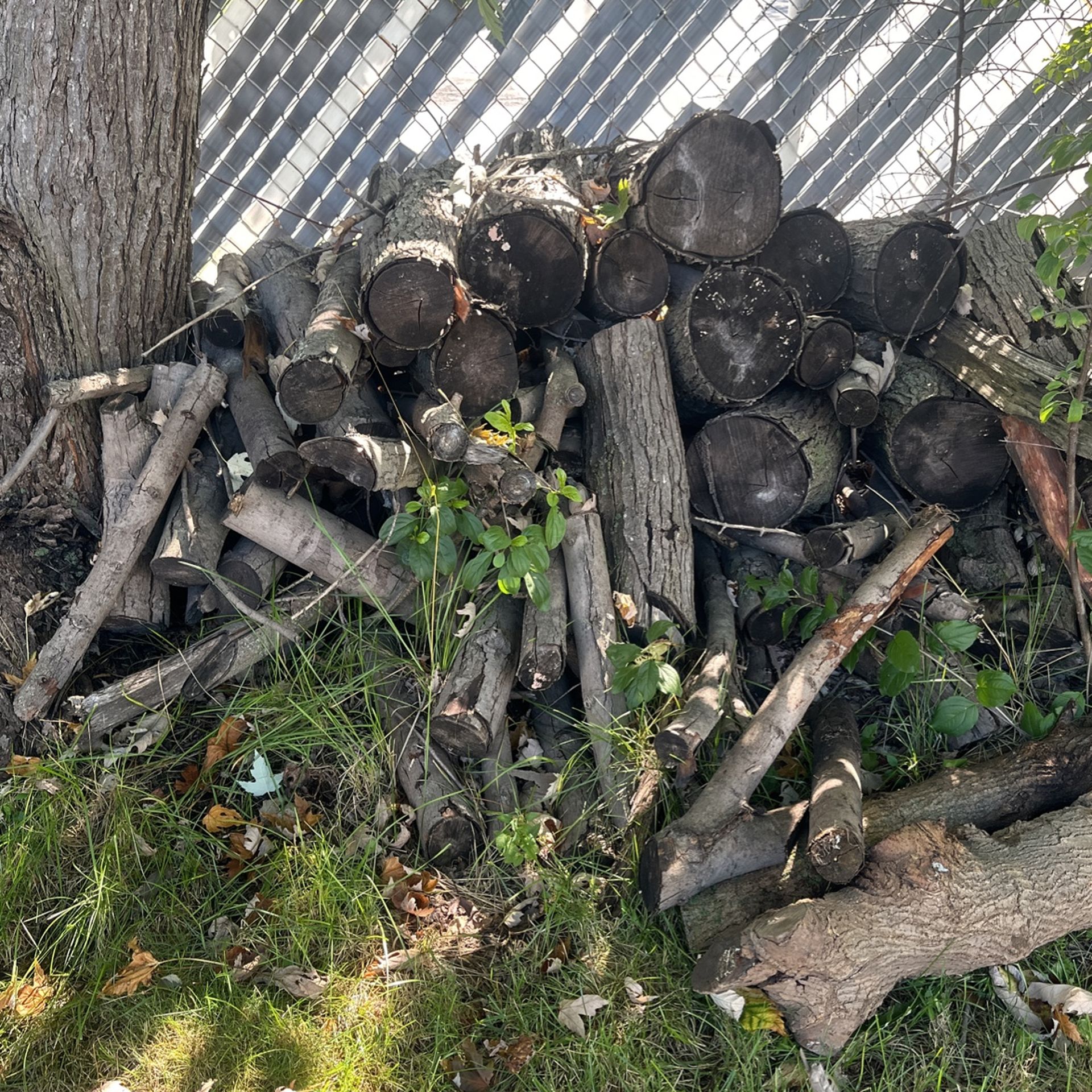 Free Free Firewood 🪵