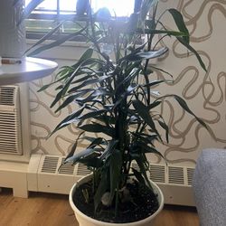 XXL Lucky Bamboo Plant (beautiful)