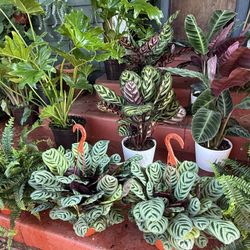 Huge Plants Collection For Sale
