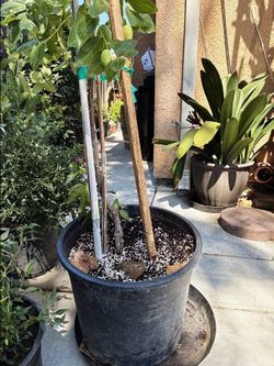 Potted Fruit Tree in Large Black Nursery Pot