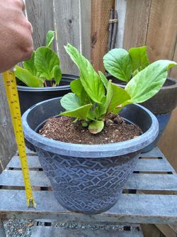 Bergenia -$5