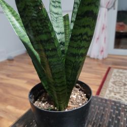 Sansevieria (Snake Plant / Mother-in-Law's Tongue)