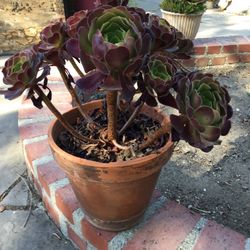 Beautiful Red Succulent In Clay Pot 