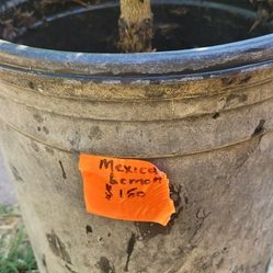 Limón Mexicano - Mexican Lime