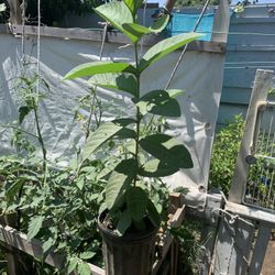 Guava Plant