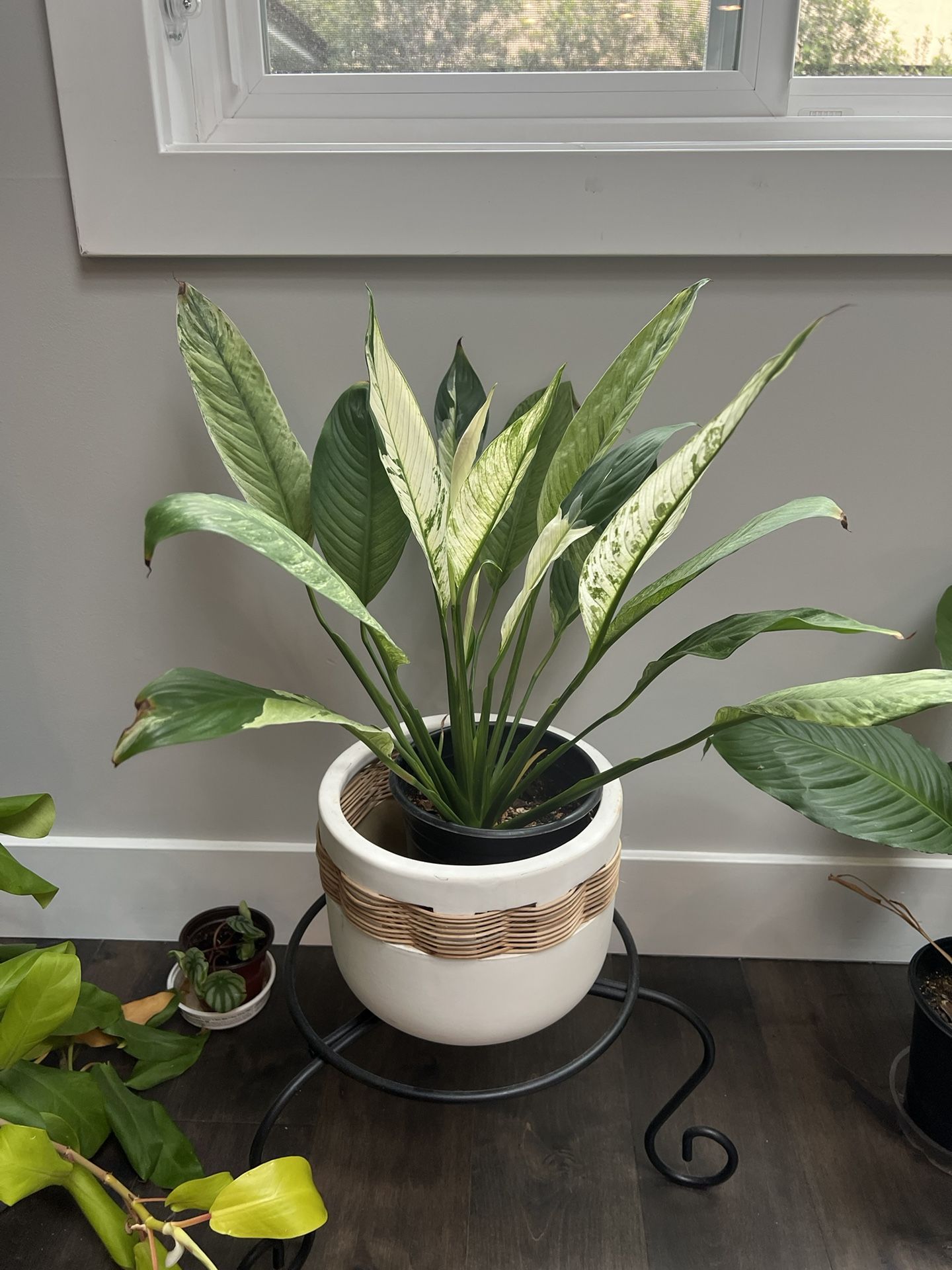 Variegated Spathiphyllum Peace Lily - 8” Pot