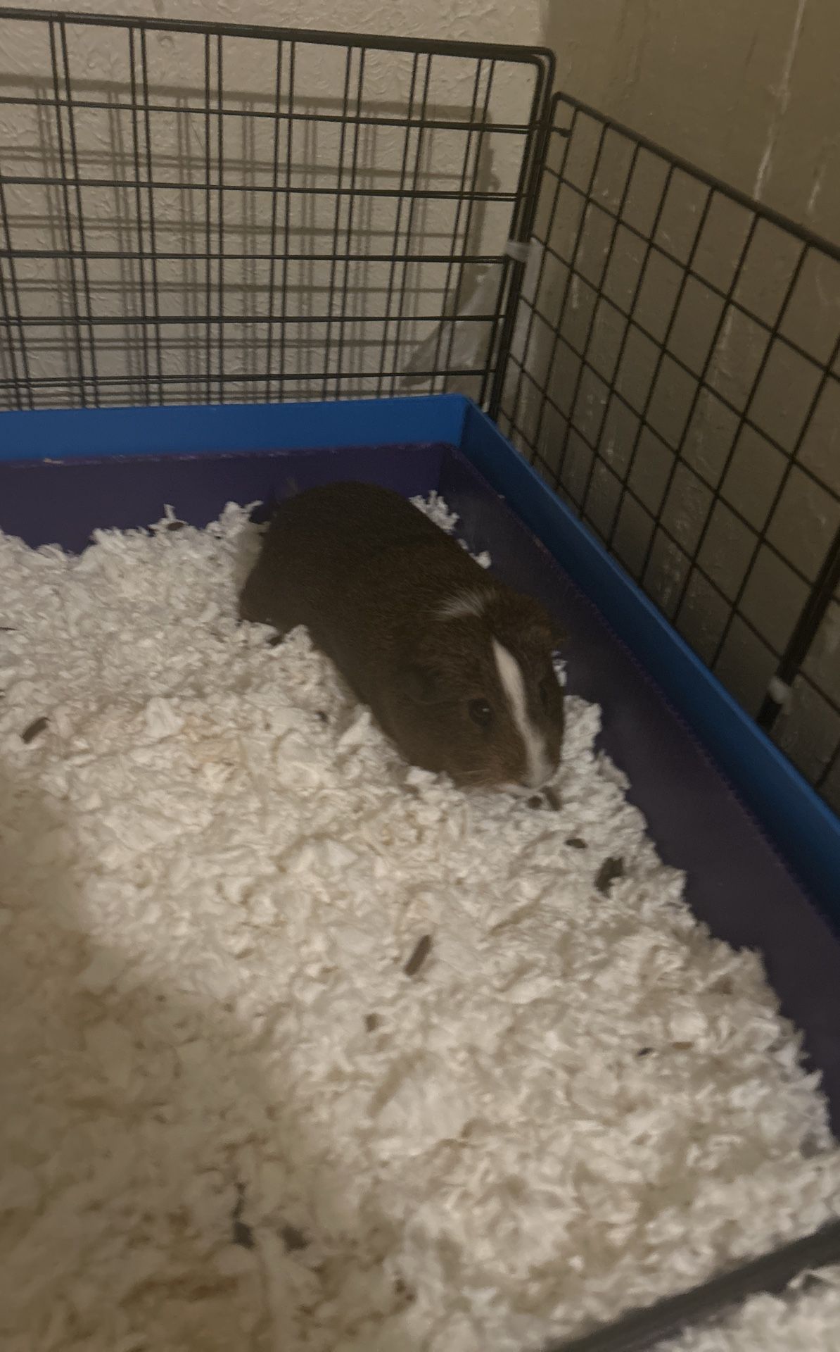 Male Guinea Pig