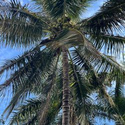 Organic Free Coconuts That We Eat And Use For Smoothie That We Give Away Sometimes