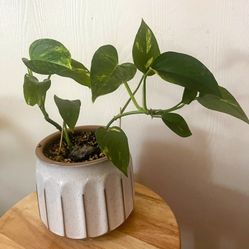 Pothos Live Indoor Plant- Real Indoor 