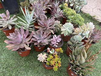 Variety Of Succulents Plants 