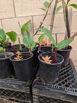 Giant Canna Lily Bulbs