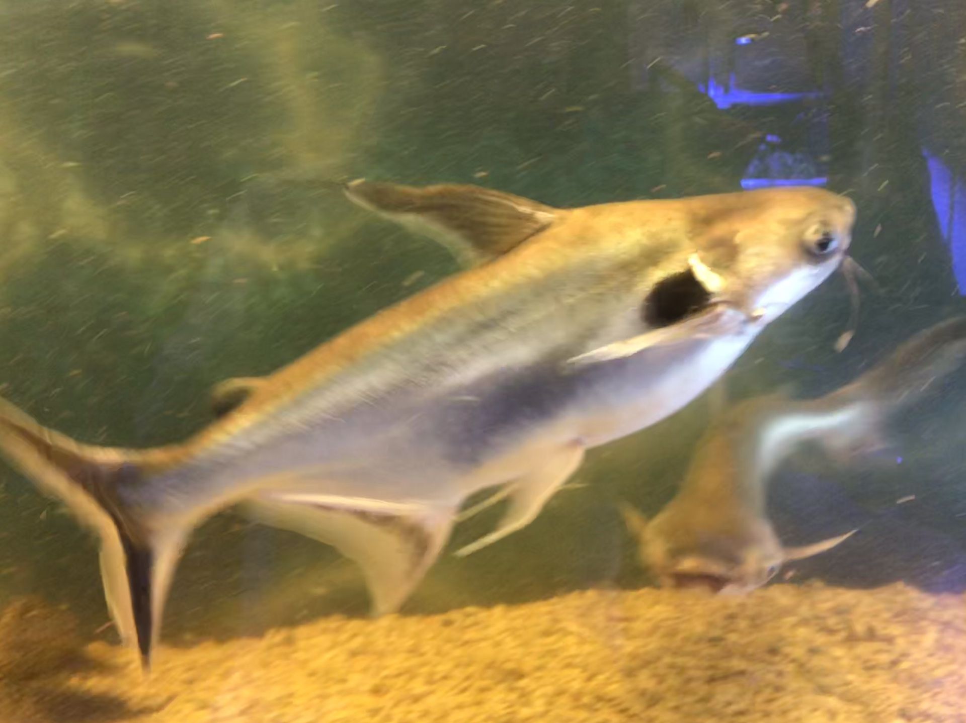 Fish tank, Black Ear Shark, Paroon Shark