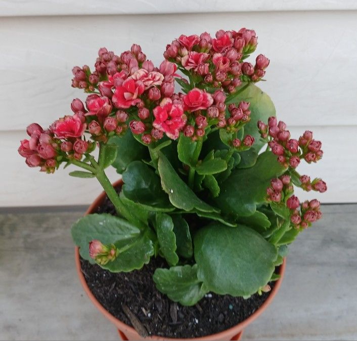 Kalanchoe Succulent Plant 🪴 (A)