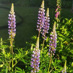 Lupine Starts In Cups
