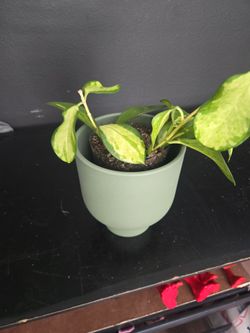 Hayo plant in a green pot